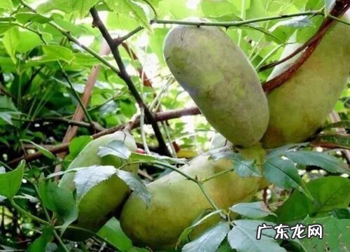 八月炸和九月黄是一种水果吗