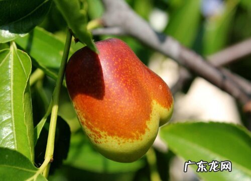 八月炸和九月黄是一种水果吗