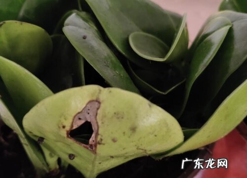 豆瓣绿烂叶子怎么办