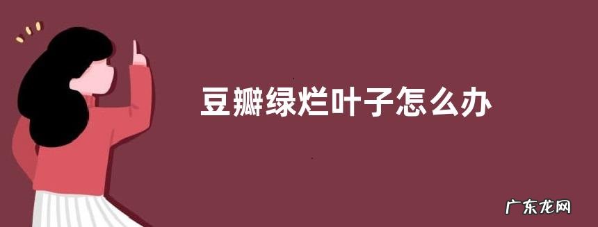 豆瓣绿烂叶子怎么办