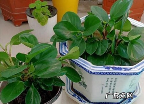 豆瓣绿烂叶子怎么办