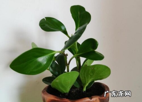 豆瓣绿烂叶子怎么办