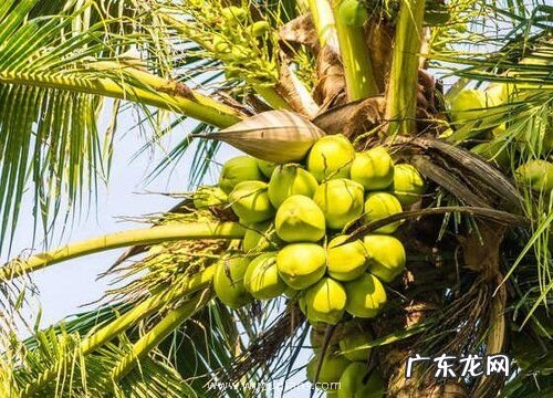 棕榈和椰子是一种植物吗