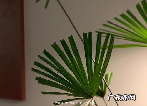 棕榈和椰子是一种植物吗