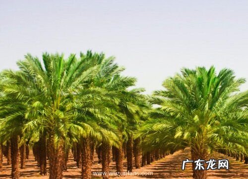 棕榈和椰子是一种植物吗