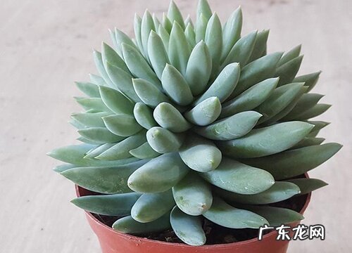 千佛手怎么繁殖