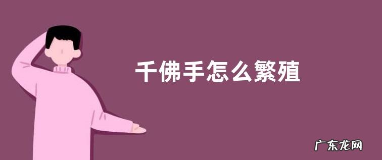 千佛手怎么繁殖