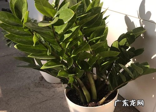 金钱树一年能长多高