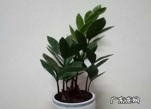 金钱树一年能长多高