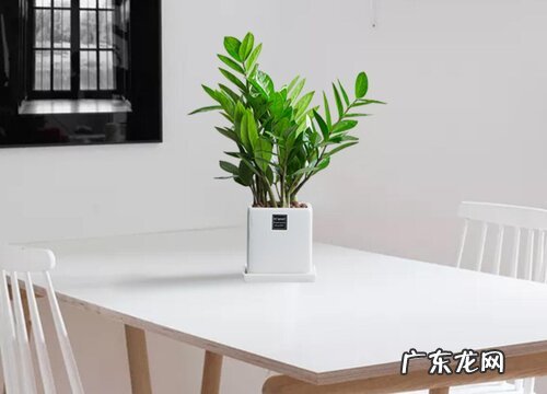 金钱树一年能长多高