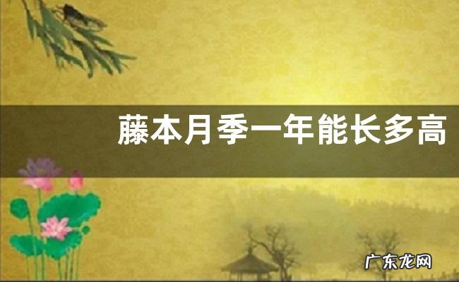 藤本月季一年能长多高