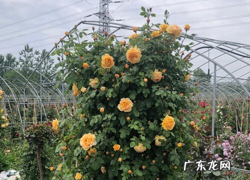 藤本月季一年能长多高