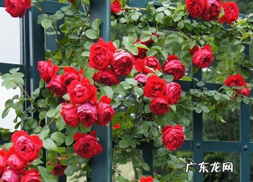 藤本月季一年能长多高