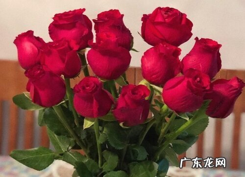 什么花的花语是宠爱