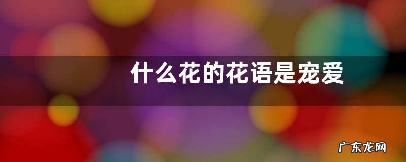 什么花的花语是宠爱