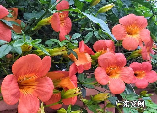 凌霄花一年能长多高