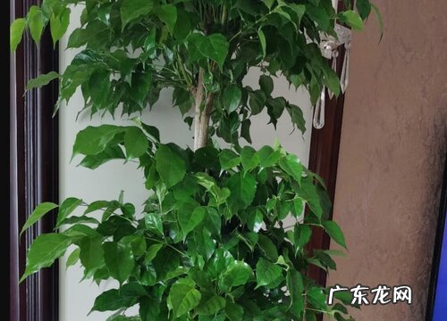 平安树可以浇白糖水吗