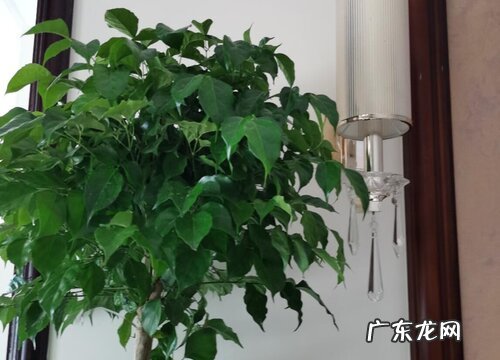 平安树可以浇白糖水吗