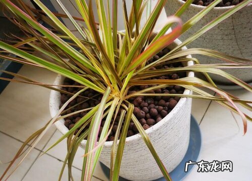 七彩铁一年能长多高