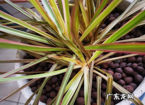 七彩铁一年能长多高