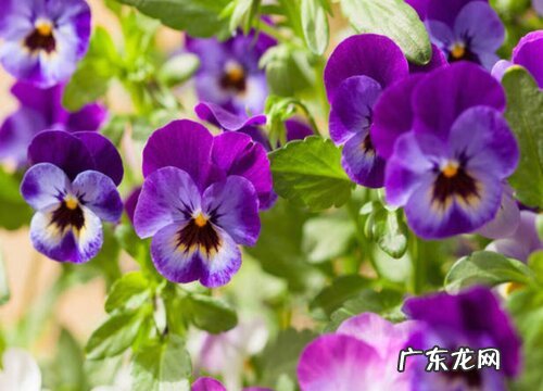 什么花的花语是牵挂