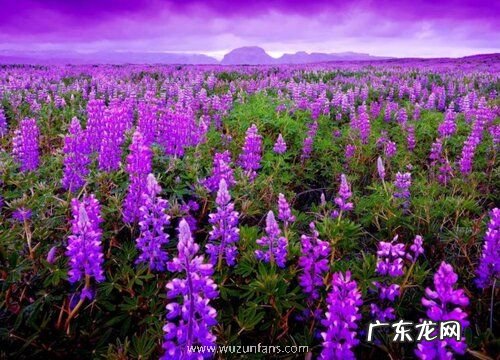 什么花的花语是诅咒