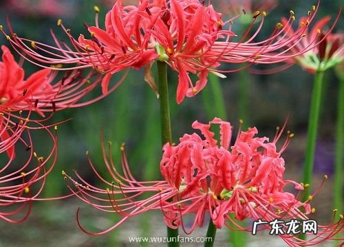 什么花的花语是诅咒