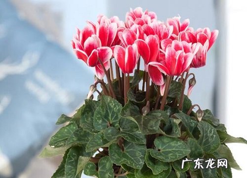 什么花的花语是抱歉