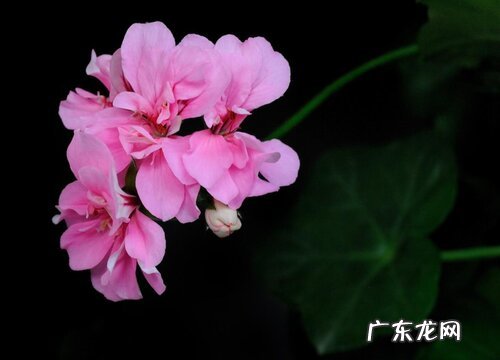 什么花的花语是抱歉