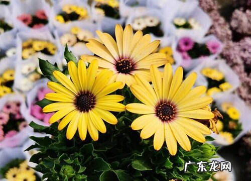 菊花都喜欢阳光吗