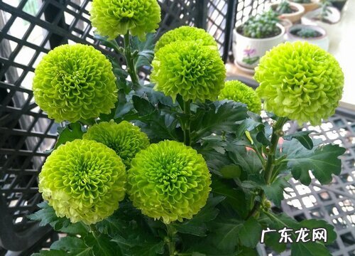 菊花都喜欢阳光吗