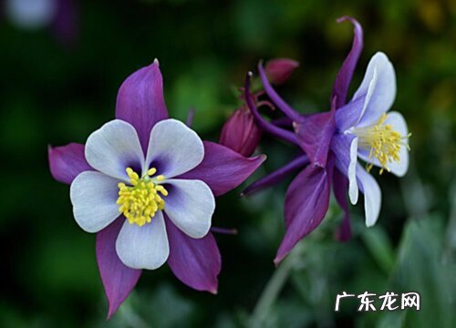 耧斗菜花叶病症状及防治方法