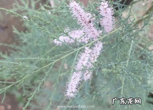 什么花的花语是赎罪