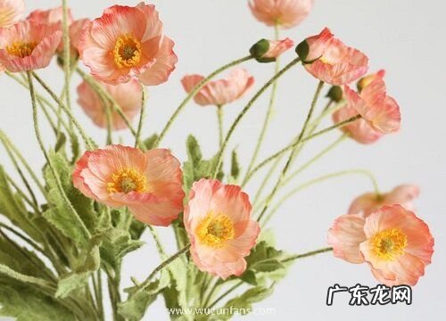 什么花的花语是赎罪