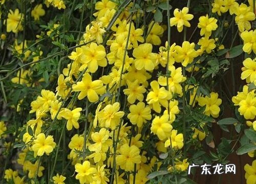迎春花的叶子像什么形状