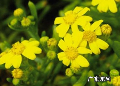 什么花的花语是智慧