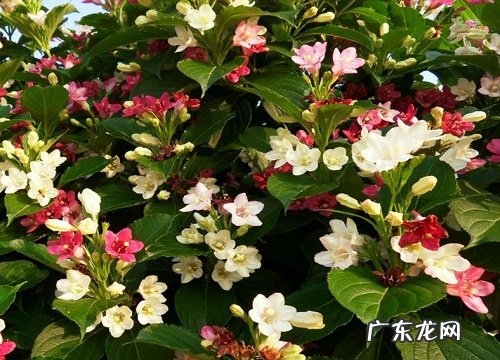 什么花的花语是智慧