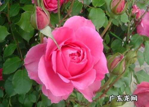 什么花的花语是守护的爱