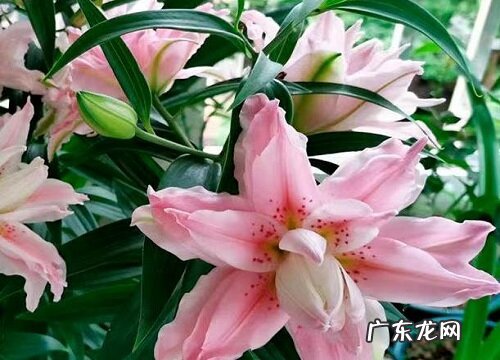 什么花的花语是守护的爱