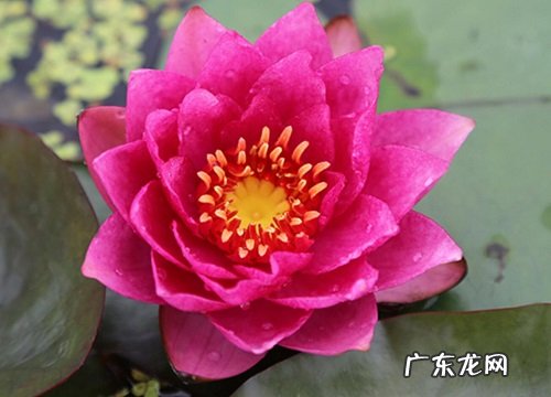 睡莲几点钟开花