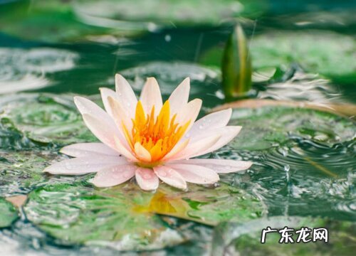 睡莲几点钟开花