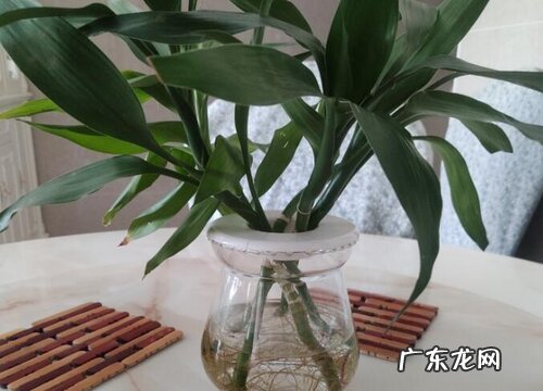 富贵竹可以用水养吗