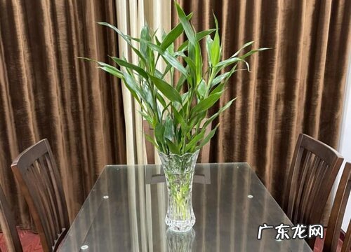 富贵竹可以用水养吗