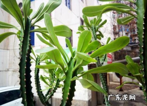 麒麟木是木本植物吗