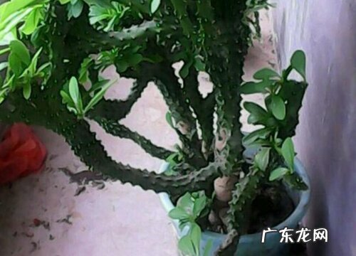 麒麟木是木本植物吗