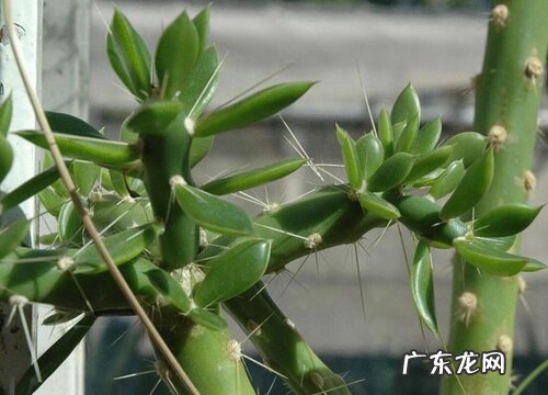 麒麟木是木本植物吗