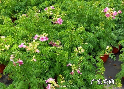 凌霄花冬天掉叶子吗
