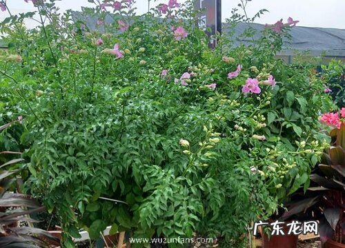 凌霄花冬天掉叶子吗