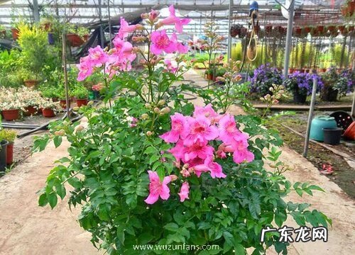 凌霄花冬天掉叶子吗