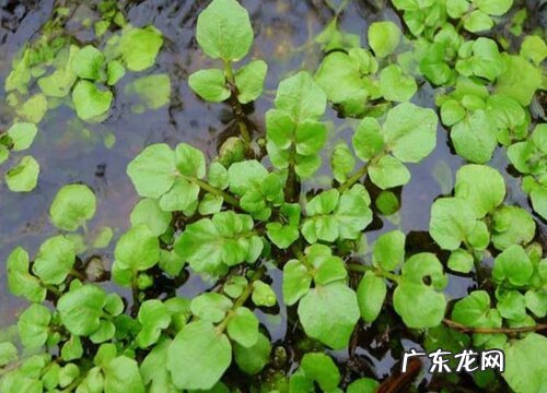 和鱼腥草很像的植物